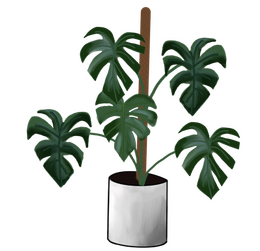 Monstera