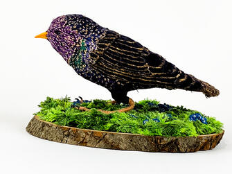 starling